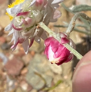 Leucochrysum albicans subsp. tricolor at Numeralla, NSW - suppressed