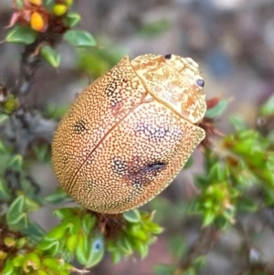 Paropsis atomaria at Numeralla, NSW - 31 Dec 2023 12:51 PM