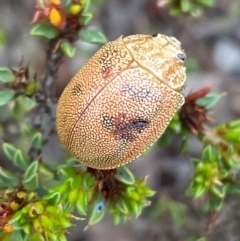 Paropsis atomaria at Numeralla, NSW - 31 Dec 2023