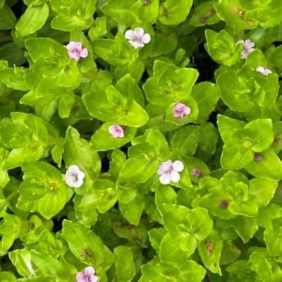 Gratiola peruviana (Australian Brooklime) at Numeralla, NSW - 31 Dec 2023 by SteveBorkowskis