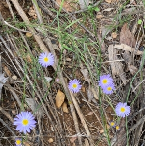 Brachyscome rigidula at Numeralla, NSW - 31 Dec 2023