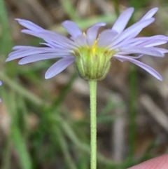 Brachyscome rigidula at Numeralla, NSW - 31 Dec 2023