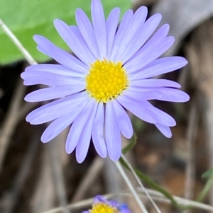 Brachyscome rigidula at Numeralla, NSW - 31 Dec 2023