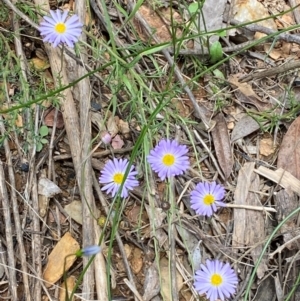 Brachyscome rigidula at Numeralla, NSW - 31 Dec 2023