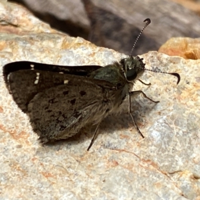 Pasma tasmanica (Two-spotted Grass-skipper) at Numeralla, NSW - 31 Dec 2023 by SteveBorkowskis