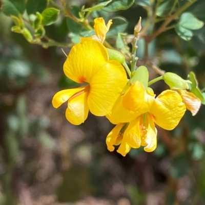 Goodia lotifolia (Golden Tip) at Numeralla, NSW - 31 Dec 2023 by SteveBorkowskis