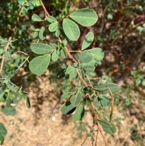 Goodia lotifolia at Numeralla, NSW - 31 Dec 2023