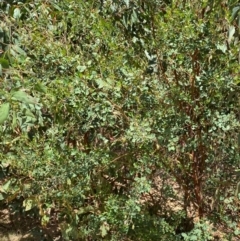 Goodia lotifolia at Numeralla, NSW - 31 Dec 2023