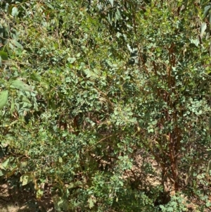 Goodia lotifolia at Numeralla, NSW - 31 Dec 2023