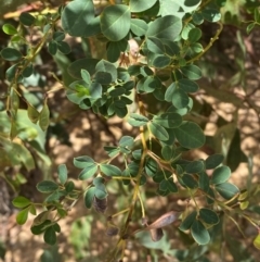 Goodia lotifolia at Numeralla, NSW - 31 Dec 2023