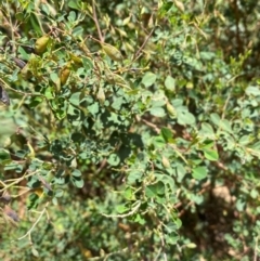 Goodia lotifolia at Numeralla, NSW - 31 Dec 2023