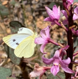 Pieris rapae at Numeralla, NSW - 31 Dec 2023 11:56 AM