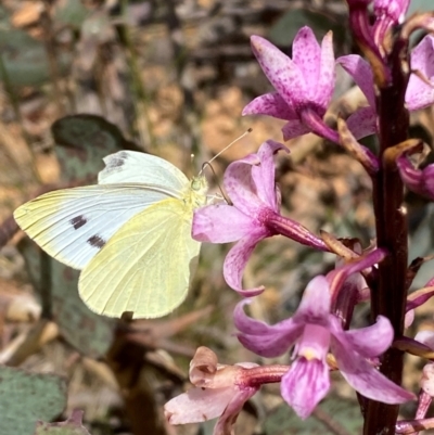 Pieris rapae (Cabbage White) at Numeralla, NSW - 31 Dec 2023 by SteveBorkowskis