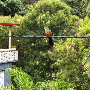 Alisterus scapularis at Tarrawanna, NSW - suppressed