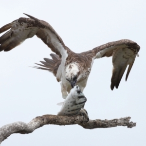 Pandion haliaetus at Cleveland, QLD - suppressed