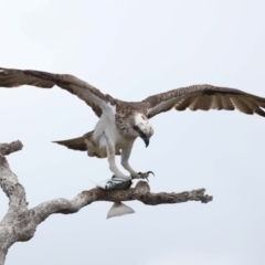 Pandion haliaetus at Cleveland, QLD - suppressed