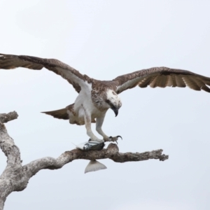 Pandion haliaetus at Cleveland, QLD - 22 Nov 2023