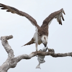 Pandion haliaetus at Cleveland, QLD - 22 Nov 2023