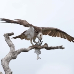 Pandion haliaetus at Cleveland, QLD - suppressed