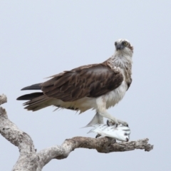 Pandion haliaetus at Cleveland, QLD - 22 Nov 2023