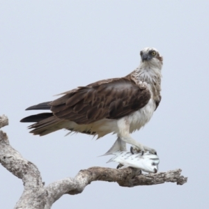 Pandion haliaetus at Cleveland, QLD - 22 Nov 2023