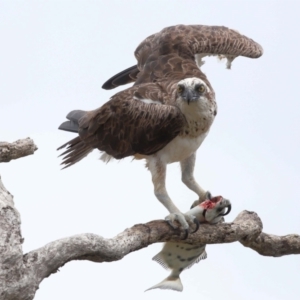 Pandion haliaetus at Cleveland, QLD - suppressed