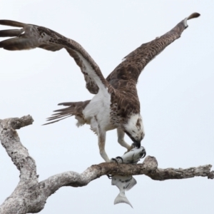 Pandion haliaetus at Cleveland, QLD - suppressed