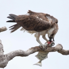 Pandion haliaetus at Cleveland, QLD - suppressed