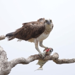 Pandion haliaetus at Cleveland, QLD - suppressed