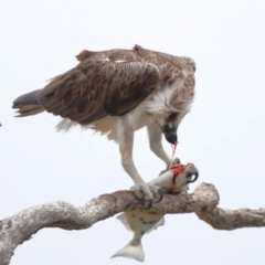 Pandion haliaetus at Cleveland, QLD - suppressed