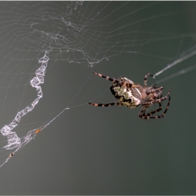 Plebs eburnus (Eastern bush orb-weaver) at Holt, ACT - 1 Jan 2024 by Margo