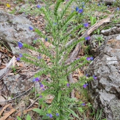 Echium vulgare (Vipers Bugloss) at Mount Mugga Mugga - 31 Dec 2023 by Mike