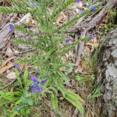 Echium vulgare at Mount Mugga Mugga - 1 Jan 2024