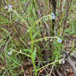 Cynoglossum australe at Mount Mugga Mugga - 1 Jan 2024