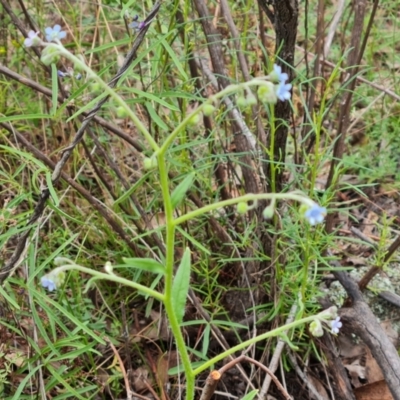 Cynoglossum australe (Australian Forget-me-not) at O'Malley, ACT - 31 Dec 2023 by Mike