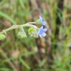 Cynoglossum australe at Mount Mugga Mugga - 1 Jan 2024