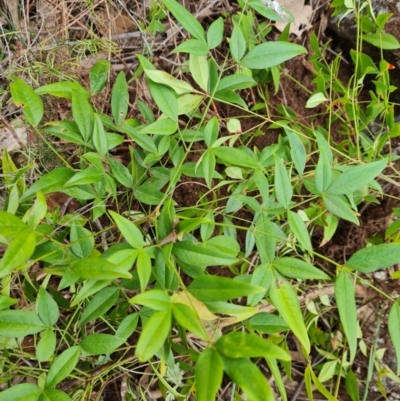 Nandina domestica (Sacred Bamboo) at O'Malley, ACT - 31 Dec 2023 by Mike