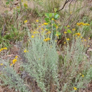 Chrysocephalum semipapposum at Mount Mugga Mugga - 1 Jan 2024