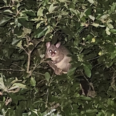 Trichosurus vulpecula (Common Brushtail Possum) at QPRC LGA - 31 Dec 2023 by MatthewFrawley