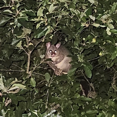 Trichosurus vulpecula (Common Brushtail Possum) at Braidwood, NSW - 31 Dec 2023 by MatthewFrawley