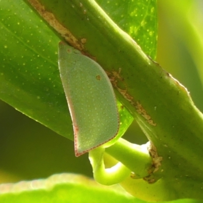 Siphanta acuta (Green planthopper, Torpedo bug) at Braemar - 23 Dec 2023 by Curiosity