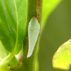 Siphanta acuta at Wingecarribee Local Government Area - 23 Dec 2023