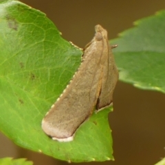 Endotricha ignealis (A Pyralid moth (Endotrichinae)) at Braemar - 28 Dec 2023 by Curiosity