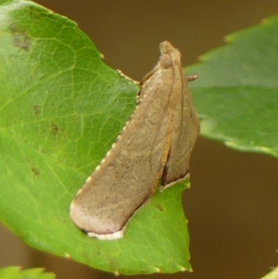 Endotricha ignealis (A Pyralid moth (Endotrichinae)) at Braemar - 28 Dec 2023 by Curiosity
