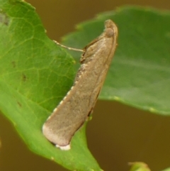 Endotricha ignealis at Wingecarribee Local Government Area - 29 Dec 2023 07:40 AM