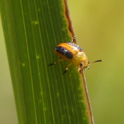Calomela parilis (Leaf beetle) at Wingecarribee Local Government Area - 30 Dec 2023 by Curiosity