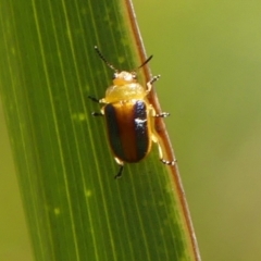 Calomela parilis at Wingecarribee Local Government Area - 30 Dec 2023 02:21 PM