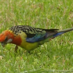 Platycercus eximius (Eastern Rosella) at Braemar, NSW - 30 Dec 2023 by Curiosity