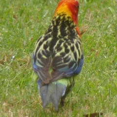 Platycercus eximius at Wingecarribee Local Government Area - 31 Dec 2023 10:35 AM