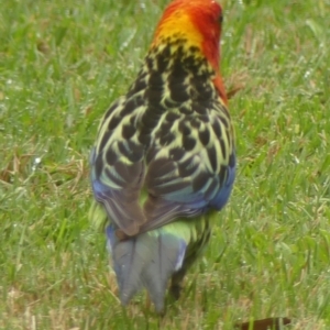 Platycercus eximius at Wingecarribee Local Government Area - 31 Dec 2023